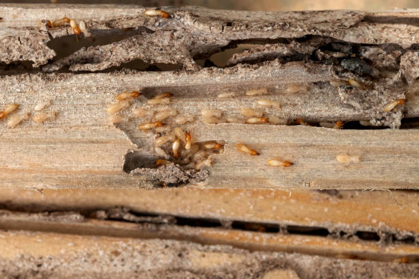 Best Pest Control for Homes  in Anderson, MO